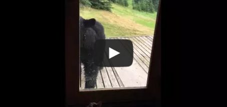 Back Off!! Cat scares black bear away from door