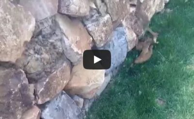 Ferret Babies Follow Mom