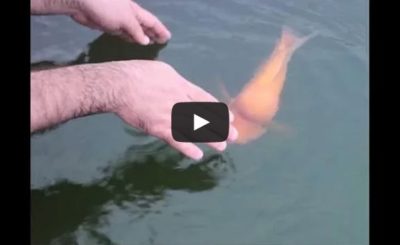 Fish plays fetch like a dog