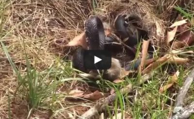 Mommy Rabbit fights with Snake to save the bunnies