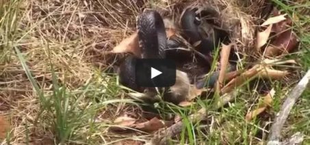 Mommy Rabbit fights with Snake to save the bunnies