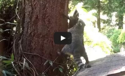 Mother Raccoon teaches kit how to climb a tree