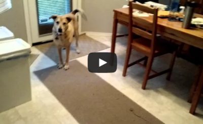 dog excited by food bin