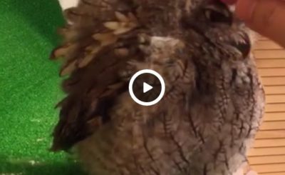 Owl comes to it's owner to get it's head scratched