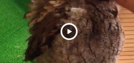 Owl comes to its owner to get its head scratched