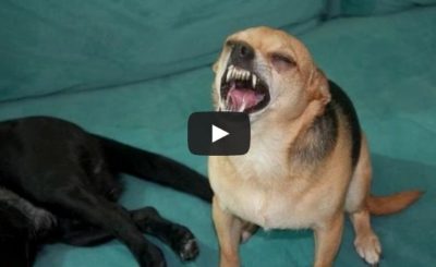 Compilation of different animals sneezing