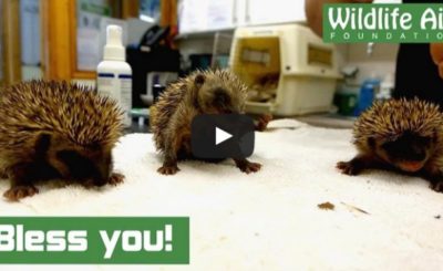 Cute baby hedgehogs sneezing