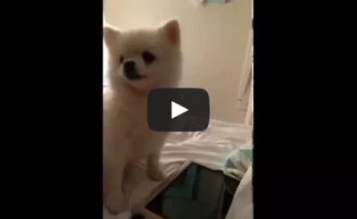 Epic Pomeranian puppy sneeze.