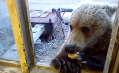 Man feeds bear through window