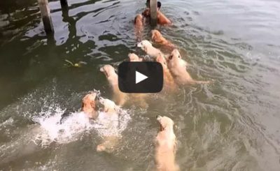 Swimming With Golden Retrievers