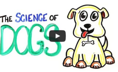 The Science of DOGS