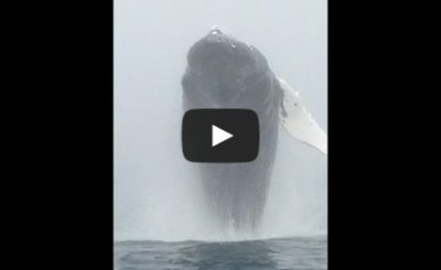 A whale of a time