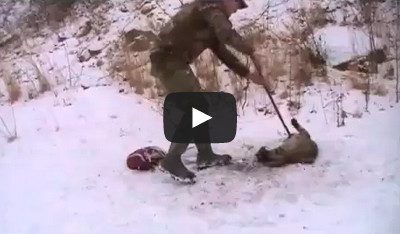 Bobcat release