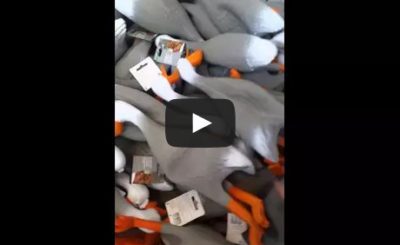 Duck army