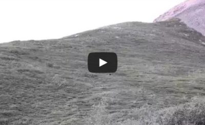 Grizzly Bear rolling down a hill at Denali National Park.