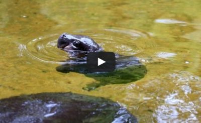 Pygmy Hippo baby makes a splash