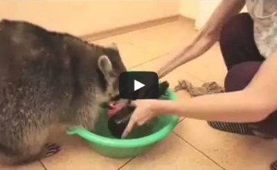 Raccoon will wash everything you love!