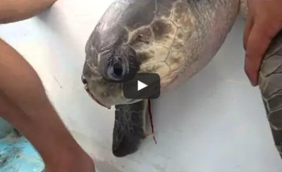 Sea Turtle with Straw up its Nostril