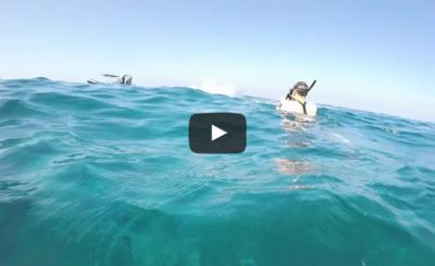 Wild Dolphin Triple Barrel Rolls