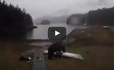 Black Bear Gnaws on Delta 15s Seakayak in Berg Bay, Alaska