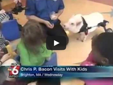 Chris P Bacon news anchor reporter looses control laughs at name of pig
