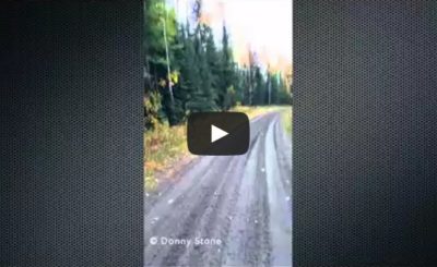 Dual Cougar Attack in Northern Alberta