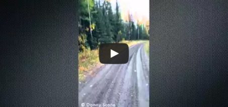 Dual Cougar Attack in Northern Alberta Canada