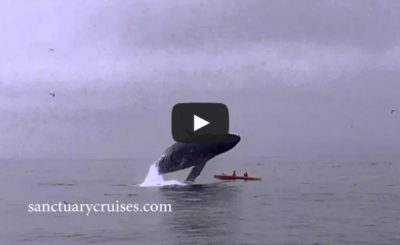 Humpback Whale Breaches on Top of Kayakers