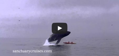 Humpback Whale Breaches on Top of Kayakers
