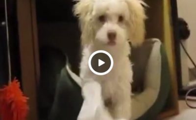 Puppy caught eating paper decides killing witness is the only way out.