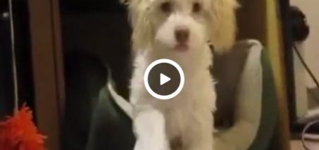 Puppy caught eating paper decides killing witness is the only way out.