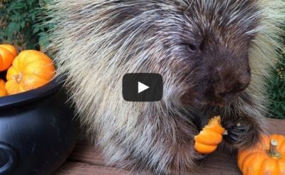 Teddy Bear the Porcupine's Halloween Feast