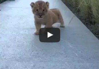 The littlest roar