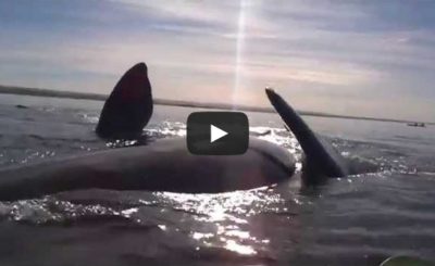 Whale lifts surprised kayakers out of the water