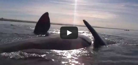 Whale lifts surprised kayakers out of the water