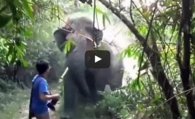 What Do You Do When An Elephant Charges At You? This.