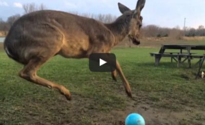 Baby Deer Can't Figure Out How to Play With a Ball