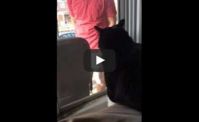 Cat Sees New Family Dog for the First Time: Freaks OUT