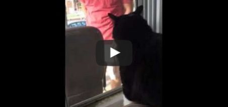 Cat Sees New Family Dog for the First Time: Freaks OUT
