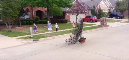Peacock attack