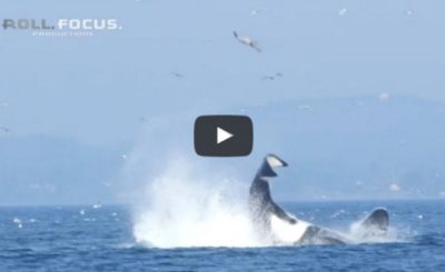 whale launches seal