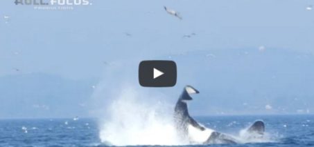 Transient orca punts a seal 80 feet into the air near Victoria, BC!