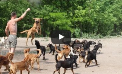 WATCH 450 DOGS RUN & PLAY TOGETHER!!!!