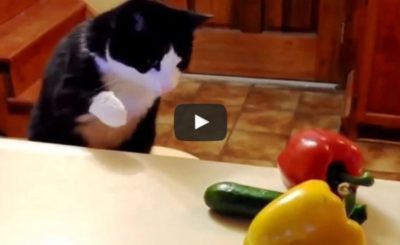 Cats Spooked by Cucumbers Compilation