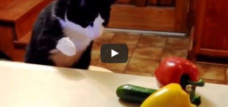 Cats Spooked by Cucumbers Compilation