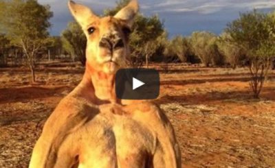 Kangaroo Chases Golfers