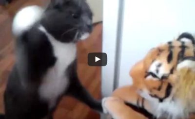 Cat really hates this tiger