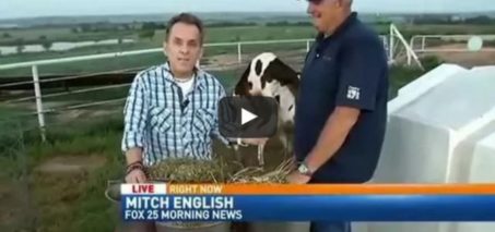 Cows Behind Reporter News Blooper - Bill Burr