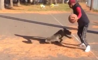 Dog gets hit with a killer crossover