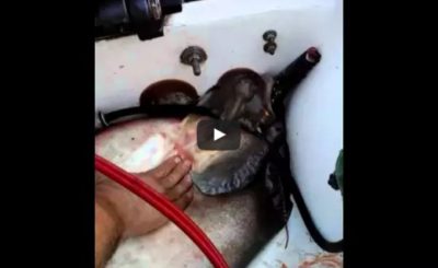 Stingray giving birth